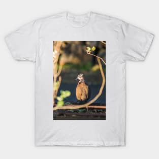 Spotted dove in hawaii T-Shirt